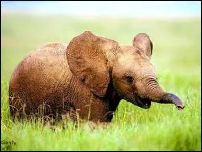 Combien de temps dure la gestation de l'éléphant ?