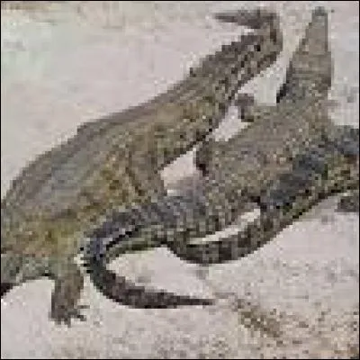 Quel est le plus gros crocodilien ?