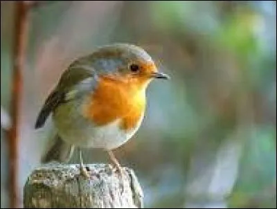 Quel est le plus grand oiseau ?