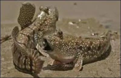 Lequel n'est pas un amphibien ?