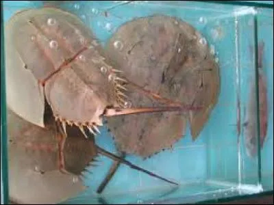 Lequel est le plus grand mollusque ?