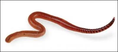 Quel animal arrache une partie de son corps pour se reproduire ?