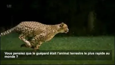 Quel animal est le plus rapide du monde ?
