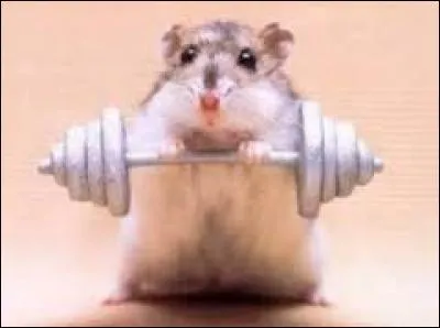 Quel animal est le fort du monde ?