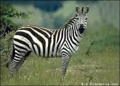 Pourquoi les zèbres sont-ils noir et blanc ?