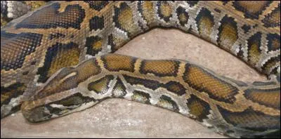 Quel serpent est venimeux ?