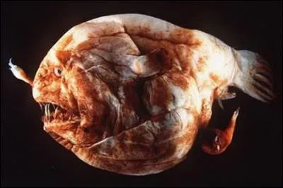 Laquelle de ces espèces vit le plus profondément ?