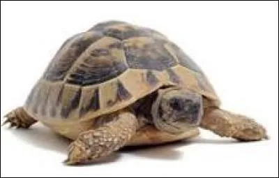 Quel est l'âge de la plus vieille tortue du monde ? ... ans