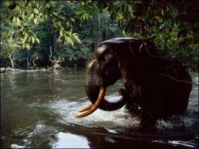 Indices : Eléphant de forêt, Fleuve Ogooué, Parc national de Minkébé !