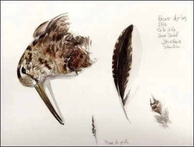 Indices : Anamorphose, Camaieu, Facture, Gouache !