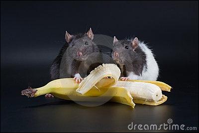 Le rat peut-il manger de la banane ?