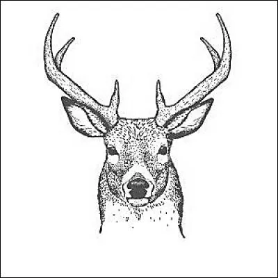 Quel membre du groupe a un tattoo de cerf sur son bras droit ?