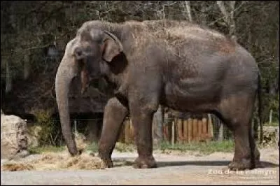 E - Voici un éléphant :