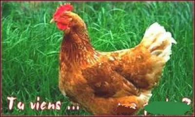 Sans aucune phrase de présentation, la simple copie et la demande de traduction des paroles de chansons sont autorisées.