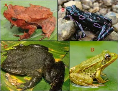 Le crapaud est représenté en :