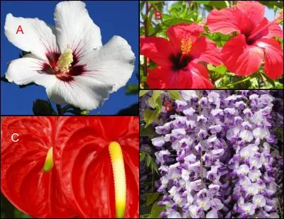 L'hibiscus est représenté en :