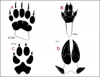 L'empreinte de la patte du blaireau se trouve en :