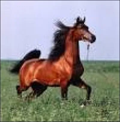 Comment s'appelle un cheval dont toutes les extrémités sont noires ?