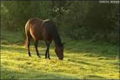 Qu'est-ce que l'instinct grégaire du cheval ou du poney ?