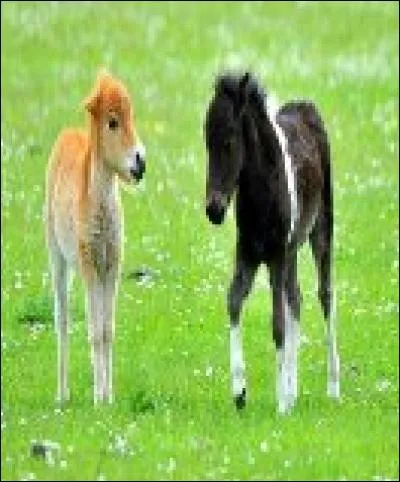 Lequel n'est pas une robe du cheval ?