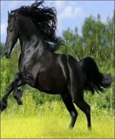 Quand le cheval a les oreilles couchées vers l'arrière, cela veut dire que :