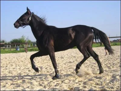 Quel est le mécanisme du trot ?