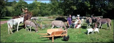 Où est la poule noire ?