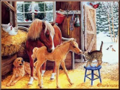 Quel animal dit bonjour au chat ?