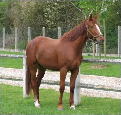 Quelle est cette robe ?