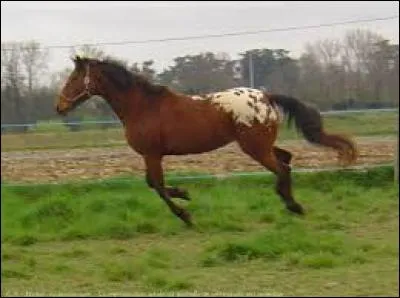 Quelle est cette race ?