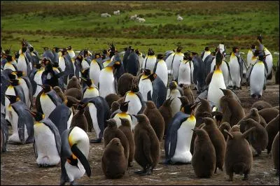 Territoire contesté et revendiqué - la ville de Port Stanley - élevages de moutons - Océan Atlantique sud