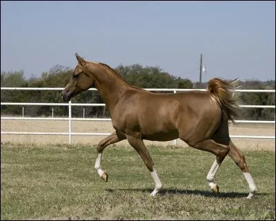 En une heure, quelle distance peut parcourir, au trot, un cheval de selle non monté ?