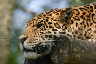 Quel/le dieu/déesse a pour attribut la panthère ?