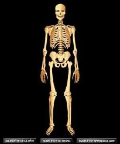 Un être humain possède 12 paires de...