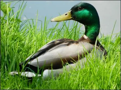 Si j'achète un canard qui mesure 30 centimètres, combien pourra mesurer son pénis au maximum ?