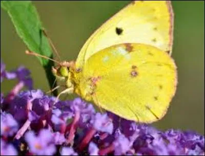 "Achat". Le mien n'est plus là pour me consoler. Enlevez cette lettre et vous pourrez m'en offrir un, tout petit, tout mignon, très câlin !