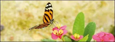 "Tacot" perd une lettre et devient synonyme de "délicatesse" !