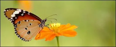"Couche". Vous voulez un potager à côté de votre maison ! Débarrassez-vous de cette lettre !