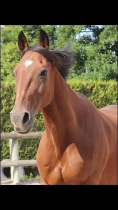 Quel est ce cheval ?