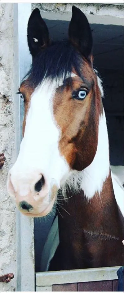 Qui est ce magnifique cheval aux yeux bleus ?