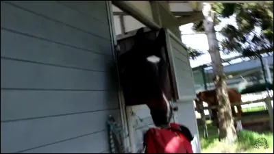 Quel est ce cheval ?