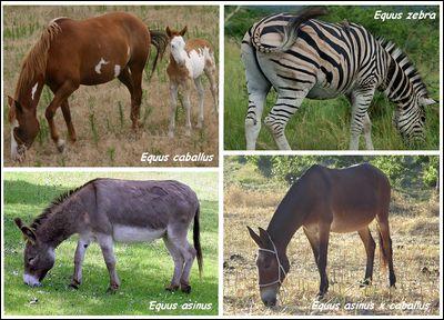 De quelle famille de mammifères font partie les chevaux ?