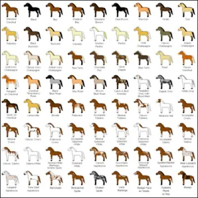 Comment appelle-t-on la couleur du pelage d'un cheval ?