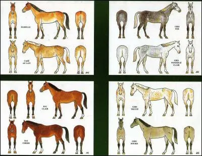 Lequel de ces pelage n'existe pas chez les chevaux ?