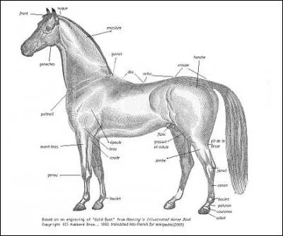 Quelle est l'espérance de vie d'un cheval ?