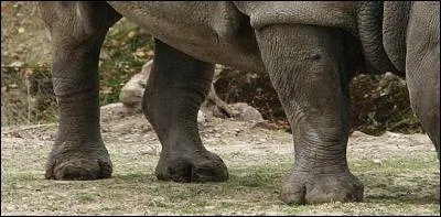 Il n'a pas une très bonne vue, par contre il a un très bon coup de boule !