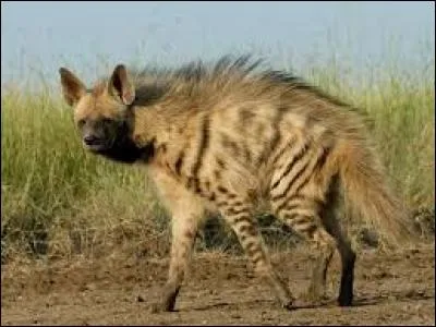 À quelle famille d'animaux les hyènes appartiennent-elles ?