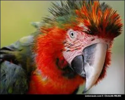 À quoi servent les couleurs vives et/ou chants des oiseaux ?