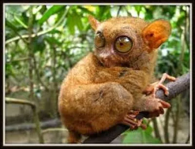 Qu'est-ce que la robe d'un cheval ?