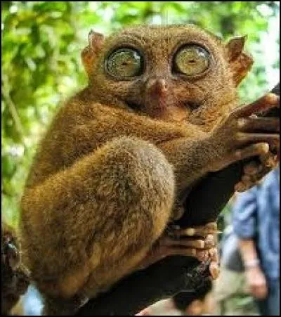 Pas plus gros qu'un rat, j'ai de très gros yeux, 20 doigts spatulés, je ne marche pas mais saute, je suis un... (plusieurs possibilités)